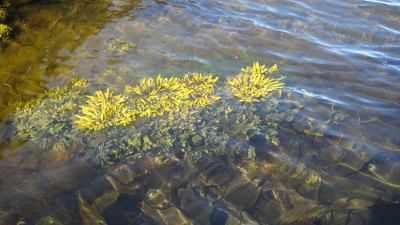 A large part of seaweed's photosynthetic production is sequestered into marine soils or the deep sea.